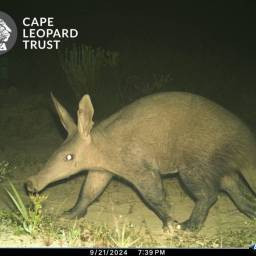 Aardvark